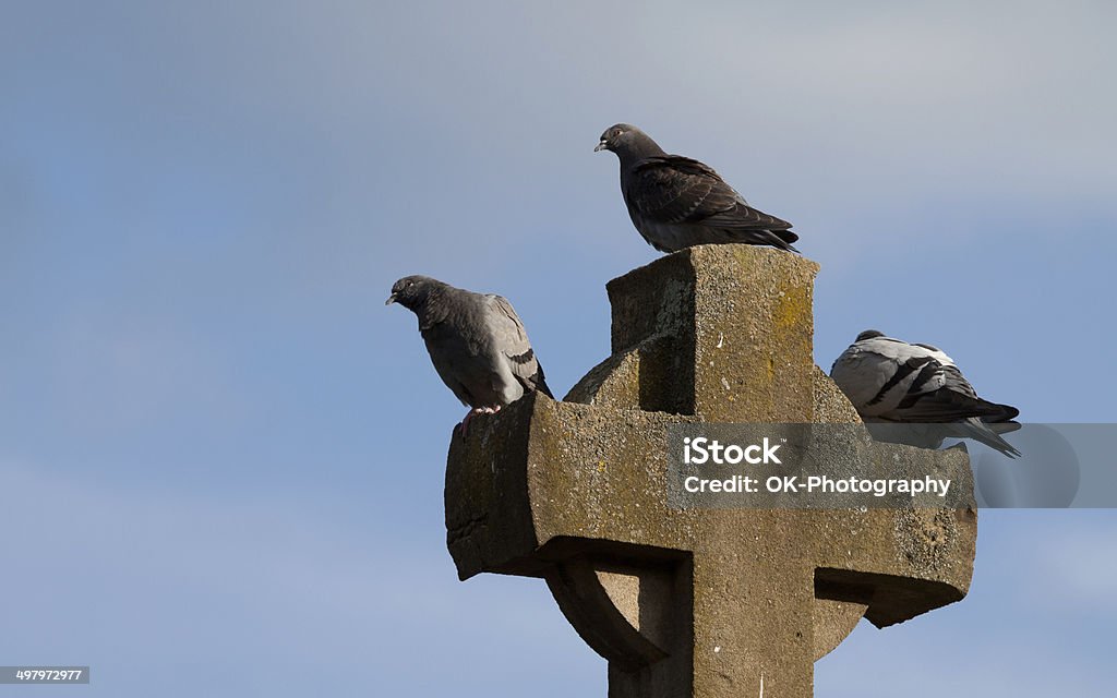 Tauben auf Cross - Lizenzfrei Berühren Stock-Foto