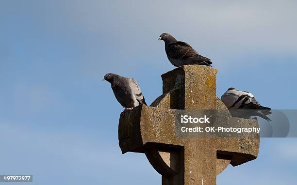 Tauben Auf Cross Stockfoto und mehr Bilder von Berühren - Berühren, Blau, Braun