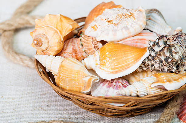 Beautiful seashells close-up in a basket stock photo