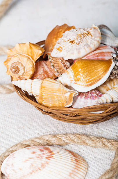 istock Beautiful seashells close-up in a basket 497973895