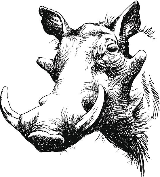 ภาพประกอบสต็อกที่เกี�่ยวกับ “ภาพเหมือน warthog - boar meat”