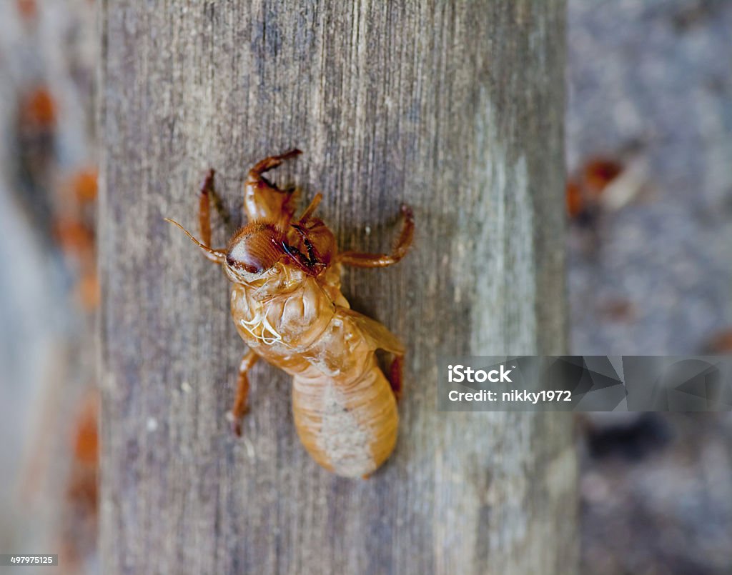 Shell On Tree Cicada Shell On Tree Stock Photo - Download Image Now - Animal, Animal ...