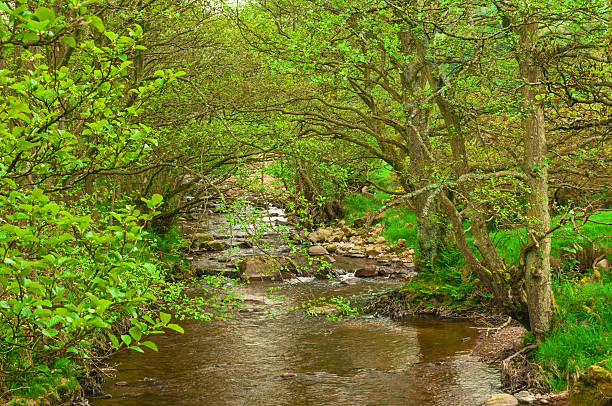 istock River Surrounded by Woodland Forest trees 497975893