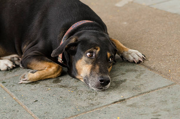 istock Feeling of The Dog 497976139