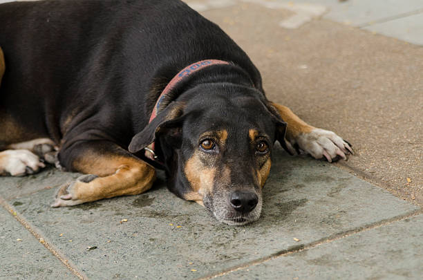 istock feeling of The Dog 497976147