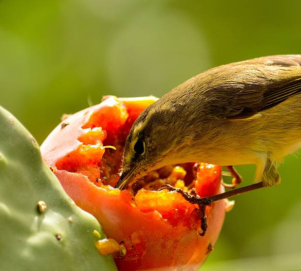 istock Bird phylloscopus canariensis eating inside of prickly pear 497976329