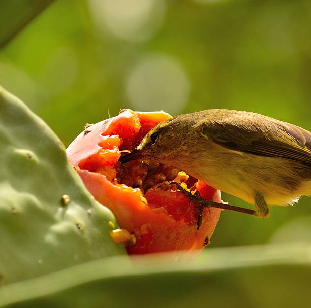 istock Bird phylloscopus canariensis eating on a prickly pear 497976331