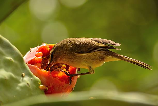 istock Bird phylloscopus canariensis eating on a ripe prickly pear 497976333