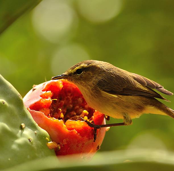istock Bird phylloscopus canariensis ready to eat on  ripe prickly pear 497976335