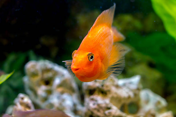 istock beautiful aquarium decorative orange parrot fish 497976799