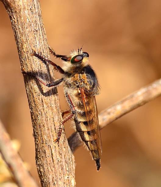 Robber fly efferia albibarbis perched on a bush stem