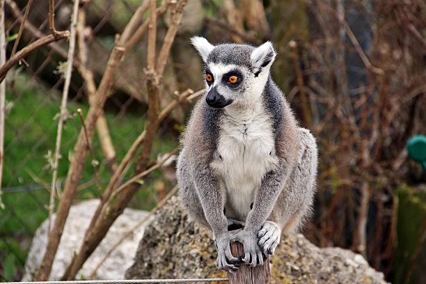 Ring-tailed lemur acted as a reception at Salzburg zoo in Austria, Europe