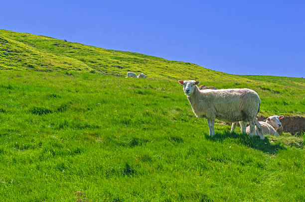 istock Rural Scene ,Sheep in Meadow 497977753