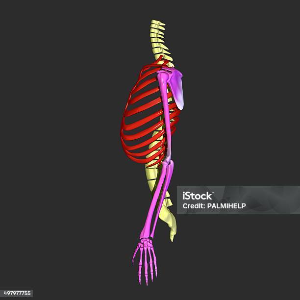 Ribs Stock Photo - Download Image Now - Cervical Vertebrae, Digitally Generated Image, Hip Bone