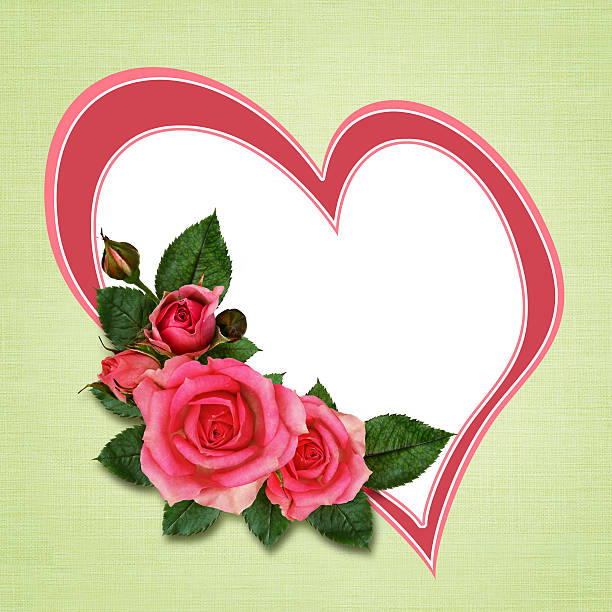 Pink rose background.