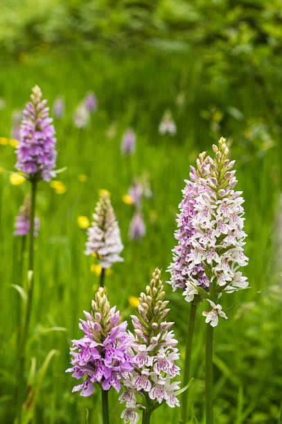 Common Spotted Orchids (Dactylorhiza fuchsii) growing wild
