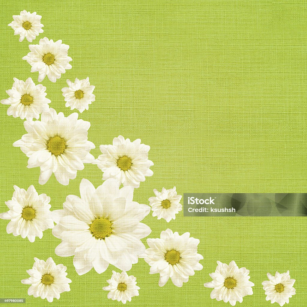 Daisy flowers arrangement Daisy flowers arrangement on green background Adult Stock Photo