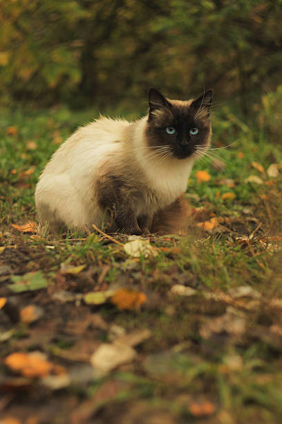 istock beautiful cat sitting in the forest 497980301