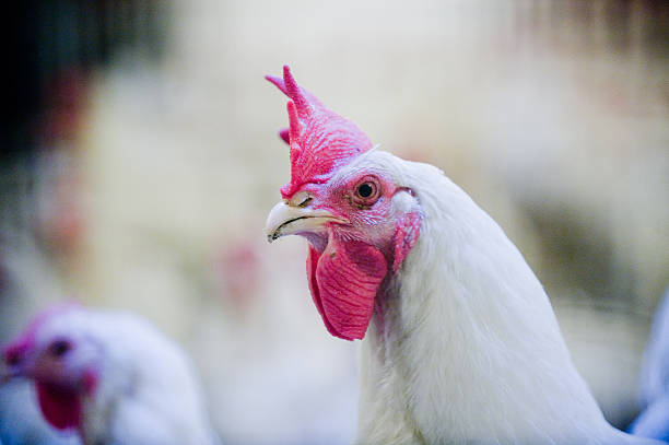 istock Rooster in the henhouse 497980309