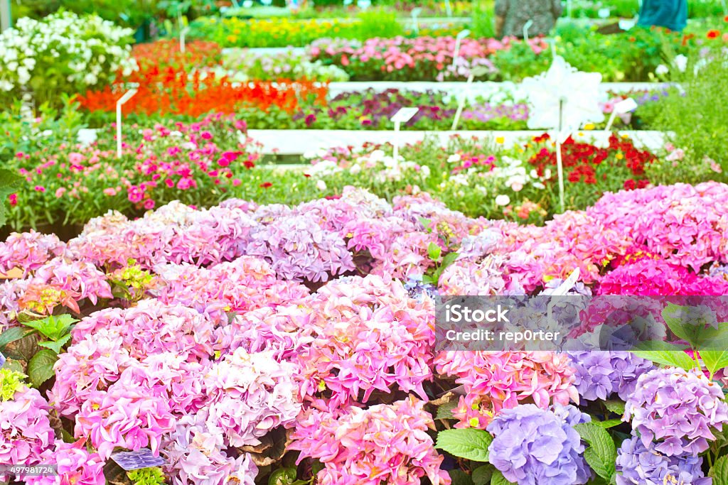 gardenmarket flower beds in gardenmarket 2015 Stock Photo