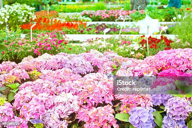 Gardenmarket Stock Photo - Download Image Now - 2015, Agriculture, Arranging
