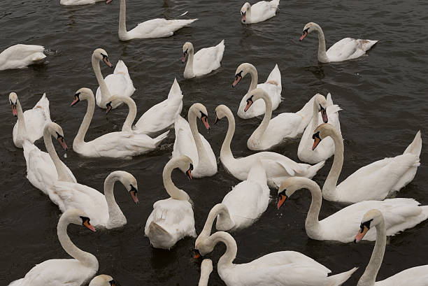istock gaggle of swans 497982836