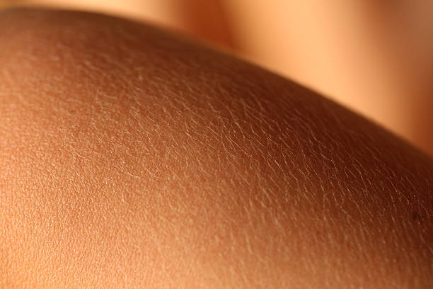 pelle umana-parte del corpo - human skin female wrinkled women foto e immagini stock