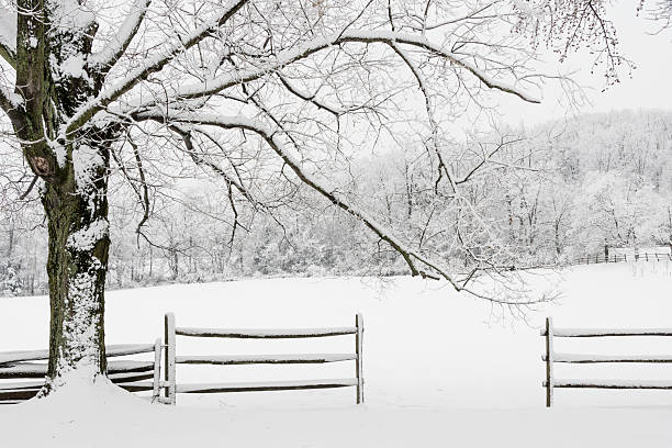 istock XXXL: Snow covered fence and tree next to a field 497984970