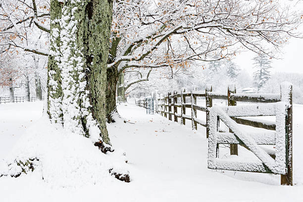 istock XXXL: Snow covered fence and tree next to a field 497985488