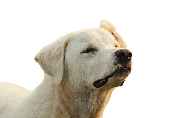 isolated portrait of white dog, romanian shepherd breed