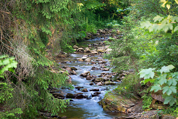 istock Mountain river in the wood. 497985952