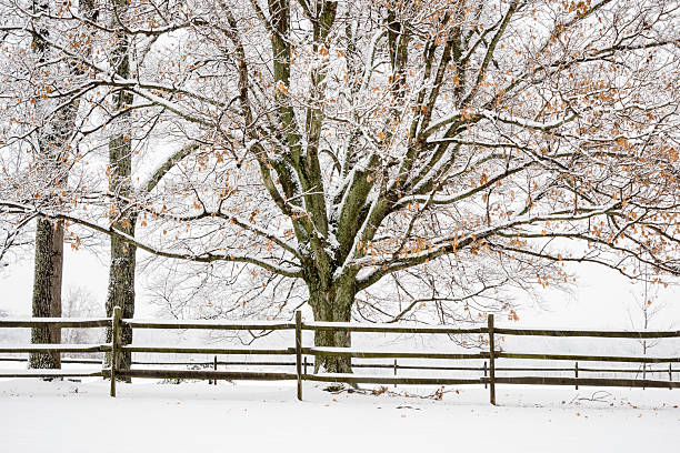 istock XXXL: Snow covered fence and trees next to a field 497985958