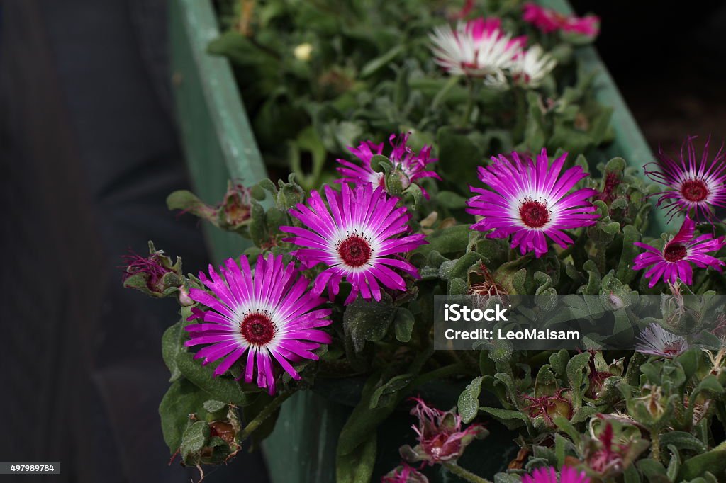 Mesembryanthemum criniflorum 2015 Stock Photo