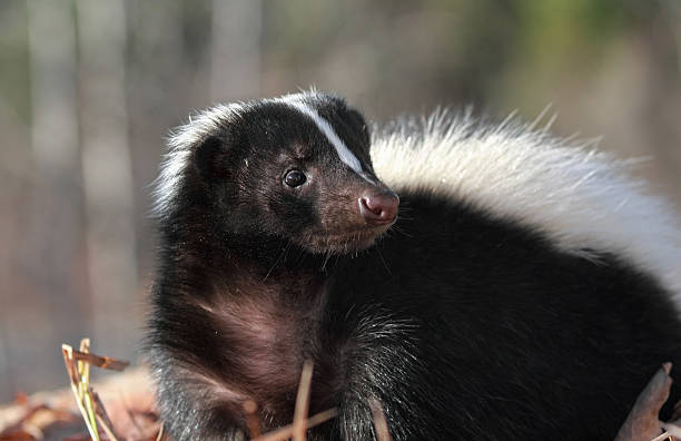 skunk - skunk stok fotoğraflar ve resimler