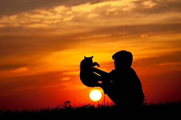 A silhouette of a young boy playing with a cat. Horizontal colour image. Elementary aged child.