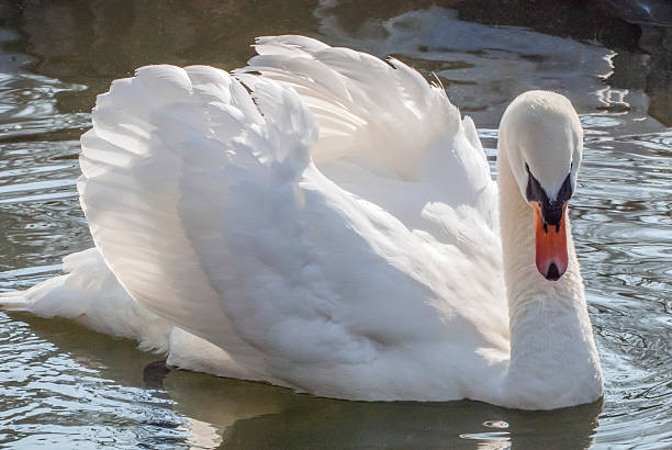 istock Swan in the lake 497992472