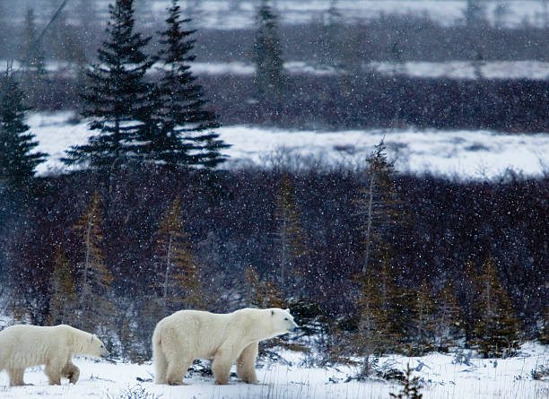 os ursos polares na neve - arctic canada landscape manitoba imagens e fotografias de stock