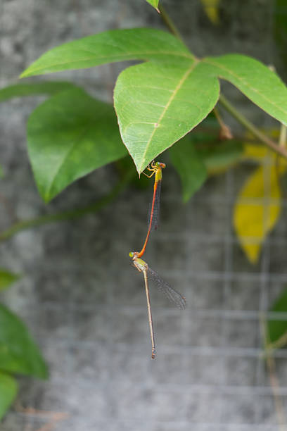 Two dragonflies mating together. Two dragonflies mating together. calopteryx syriaca stock pictures, royalty-free photos & images