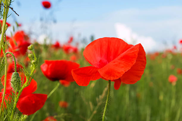 istock Poppy flower on the field 497992595