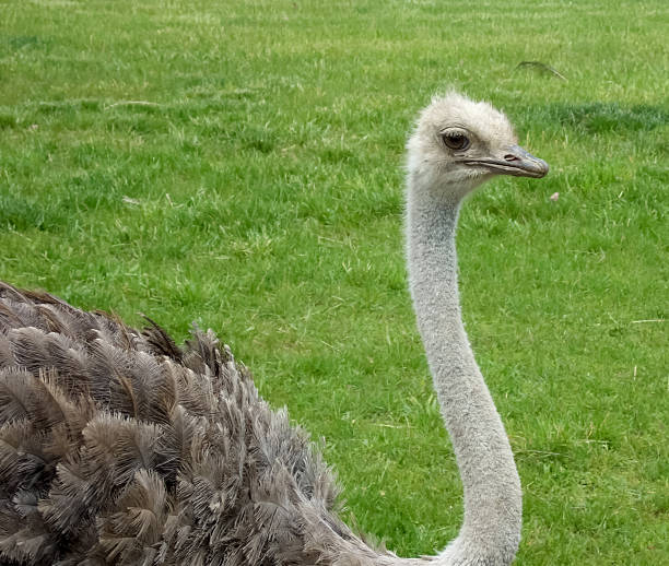 istock Close-up of an Ostrich (Struthio camelus) 497992655