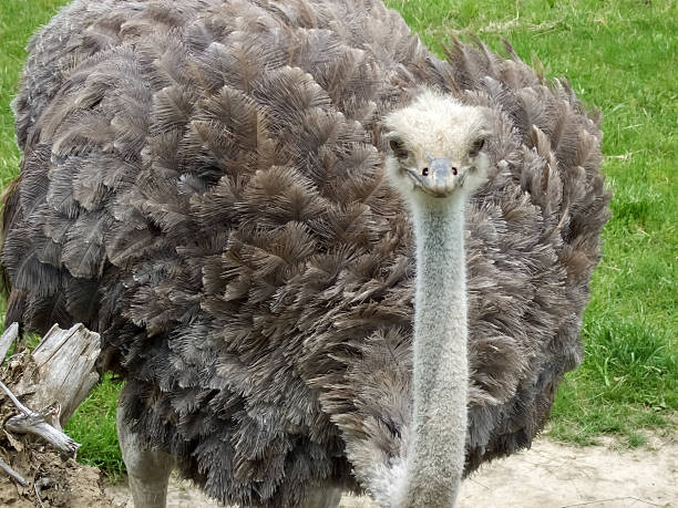 istock Close-up of an Ostrich (Struthio camelus) 497992657