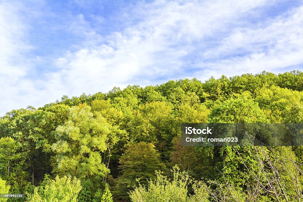 Vibrant color forest Top trees on mountain peak under a cloudy moody blue sky Aerial View Stock Photo