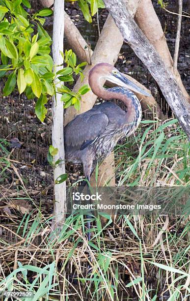 Photo libre de droit de Héron Goliath Dans Le Parc De La Zone Humide Disimangaliso Afrique Du Sud banque d'images et plus d'images libres de droit de Afrique