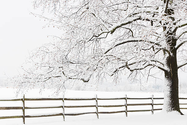 istock XXXL: Snow covered fence and tree next to a field 497992902