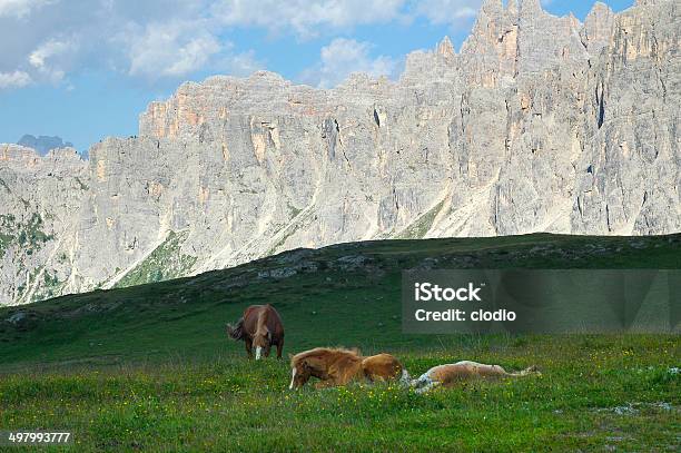 Giau Pass Dolomites Stock Photo - Download Image Now - Alto Adige - Italy, Animal, Belluno