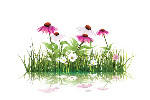 Vector illustration Green grass and echinacea ( purple coneflower) flower, white daisy, wildflower with reflection. Isolated on white background with copy space. Blank space for content or your design