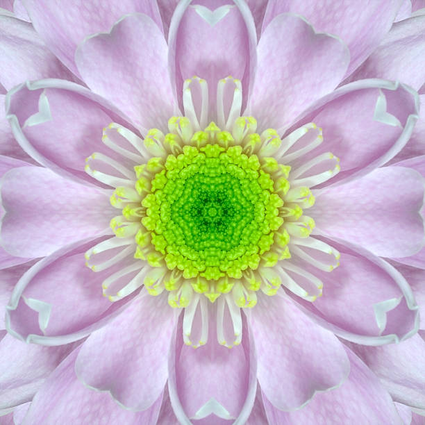 istock Pink Mandala Concentric Flower Center Kaleidoscope 497994265