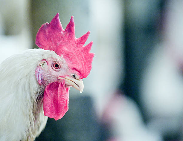 Rooster in the henhouse