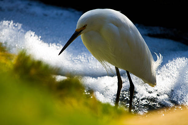 istock White egret Heron bird on Japanese park near a pond 497994827