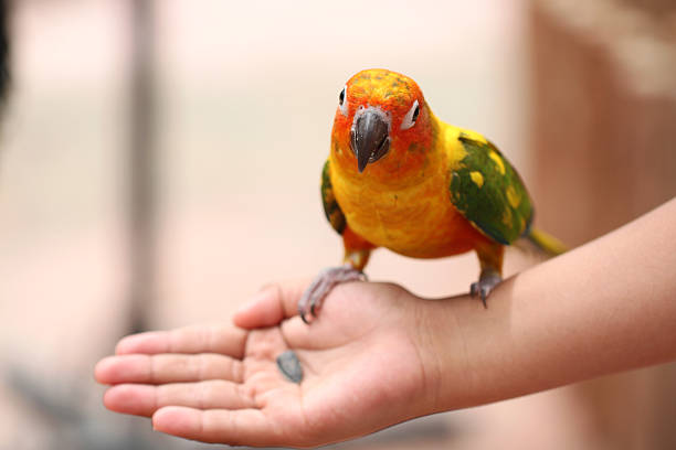 istock parrot is eating foods. 497995023